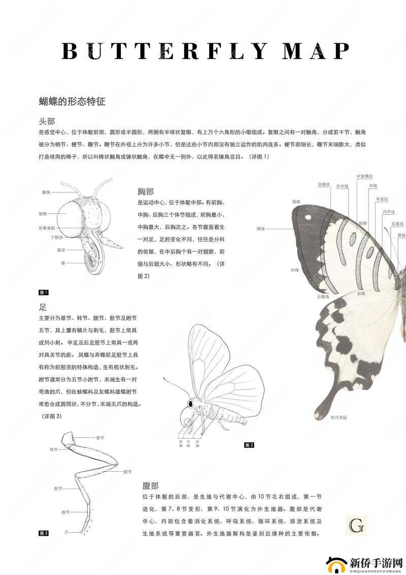 图示蝴蝶：探索未知的奥秘
