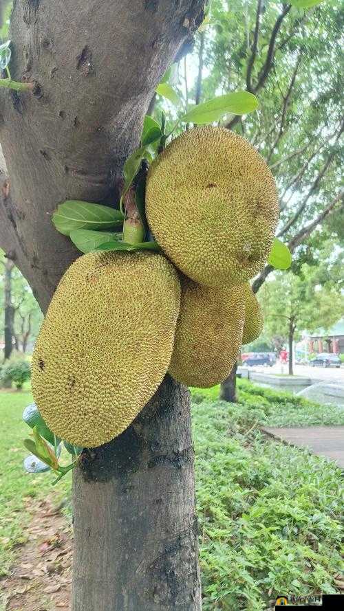 菠萝菠萝蜜高清视频：一段甜蜜的旅程
