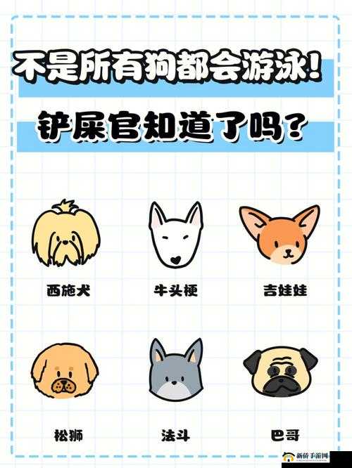 狗狗不受控制划水尿失禁：原因何在