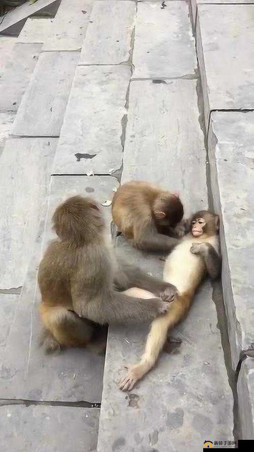 男生女生一起生猴子游戏：趣味大挑战