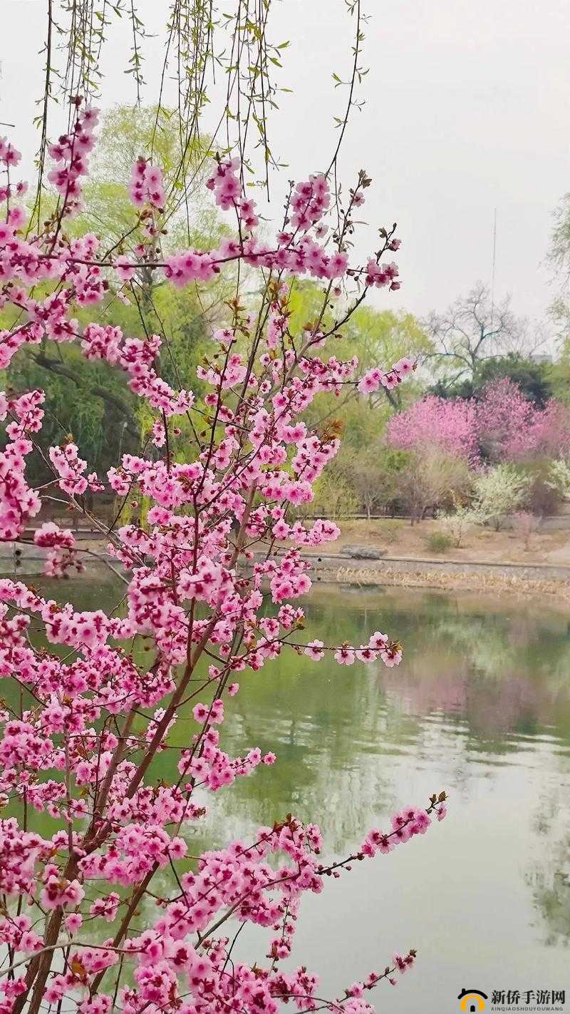 春色如画：那缤纷绚丽令人陶醉的美妙春景