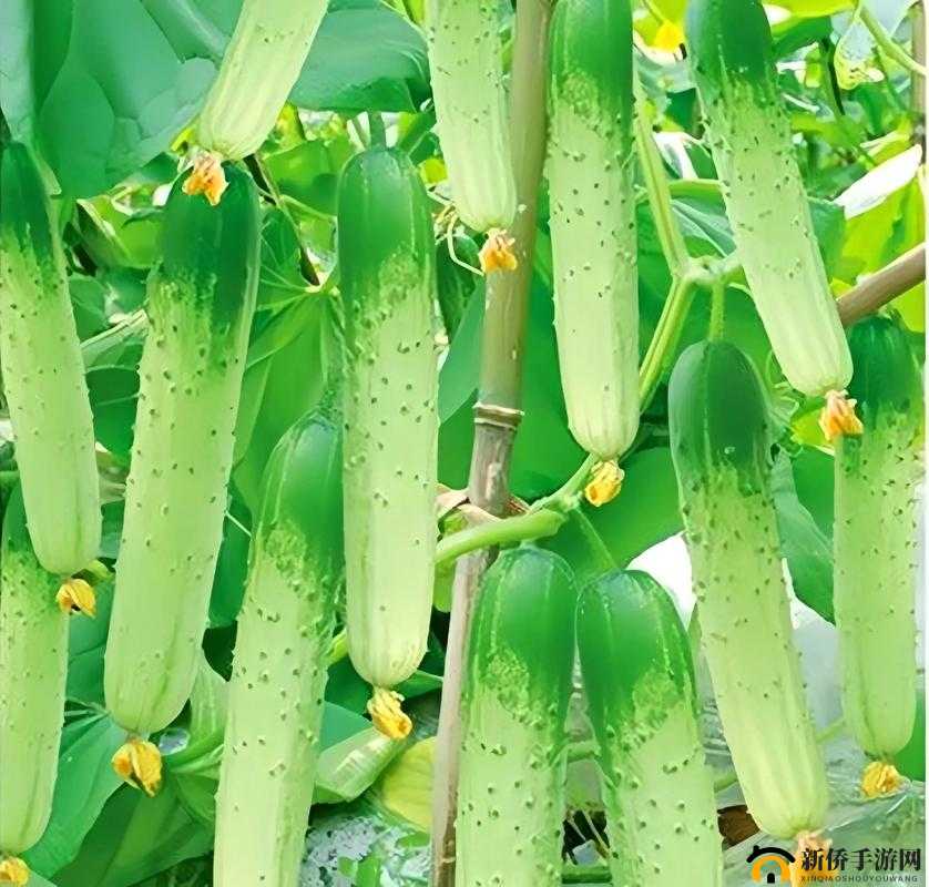 榴莲秋葵向日葵丝瓜黄瓜：美味蔬果与独特植物的奇妙组合