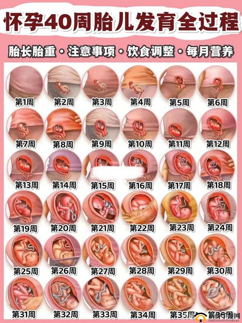 产子岛每周怀孕生育 7 次：惊人现象背后的秘密与影响