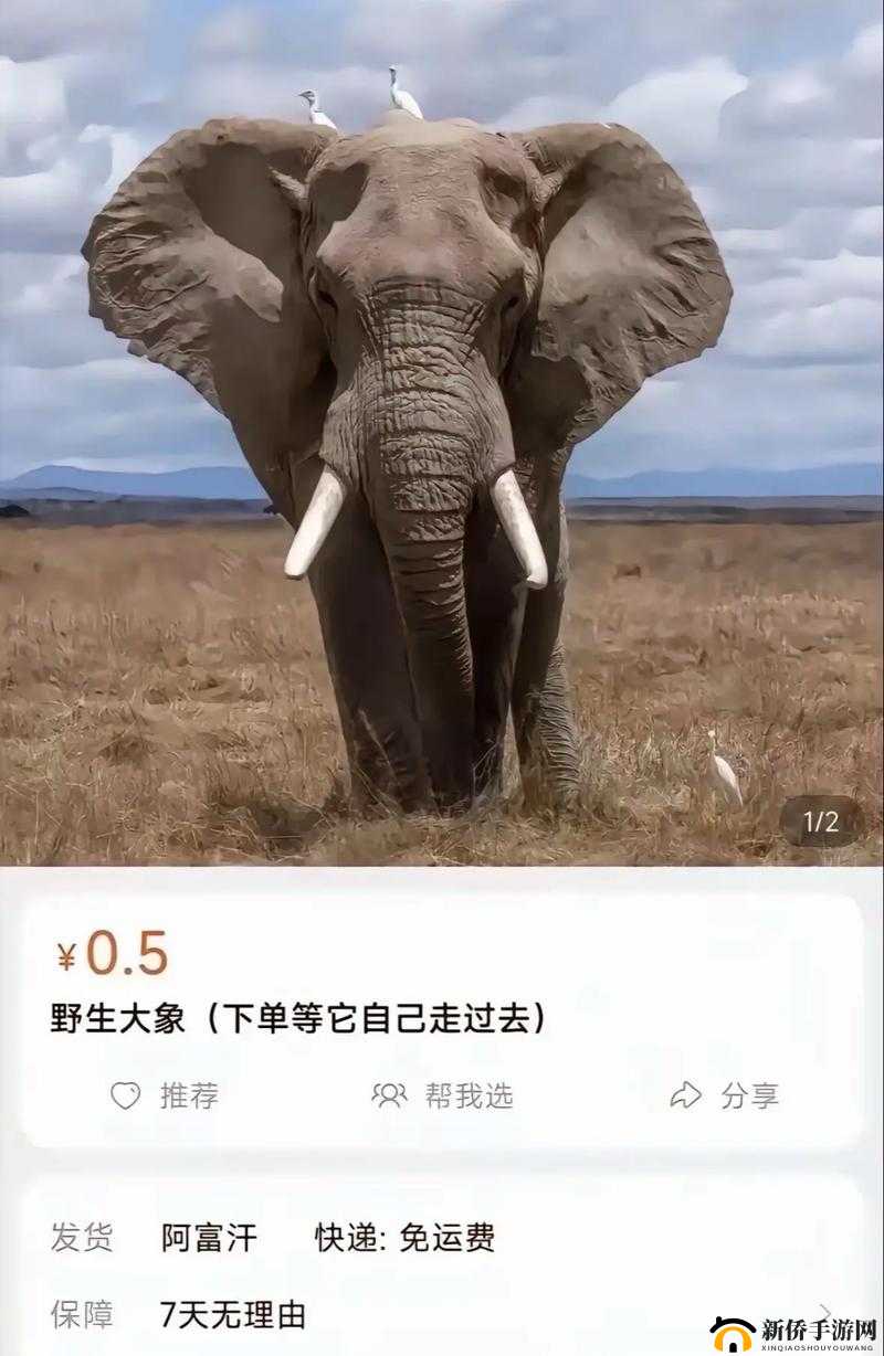 成品 W 灬源码伊旬园大象 2024 支持小窗口播放：一款独特的视频资源呈现