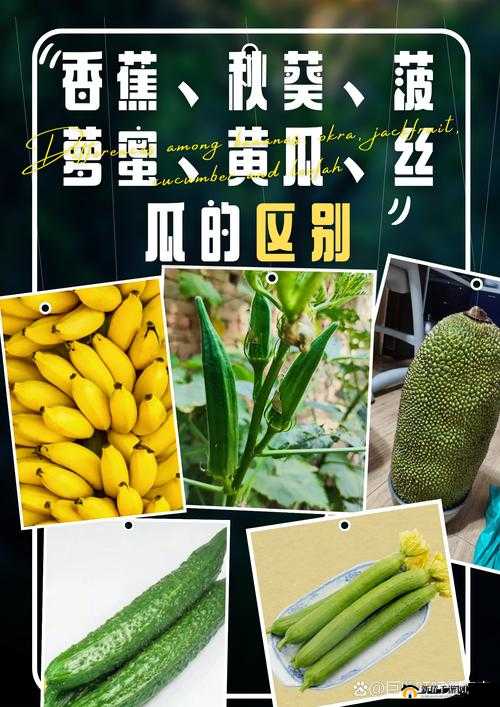 丝瓜秋葵草莓榴莲香蕉：多种蔬果带来的奇妙体验与乐趣
