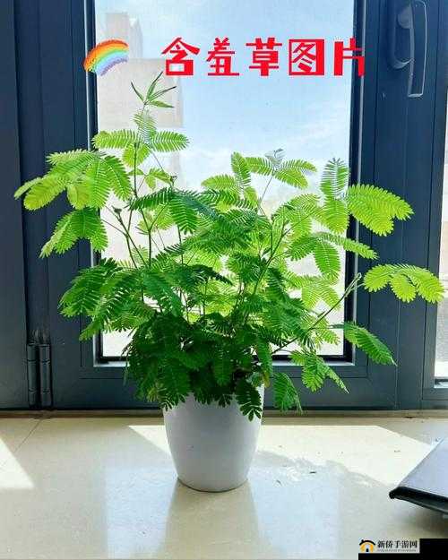 含羞草传媒 2022 隐藏路线：探寻未知的精彩世界
