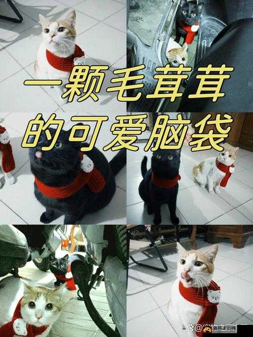 柚子猫：萌态可掬的可爱小精灵带来无尽欢乐
