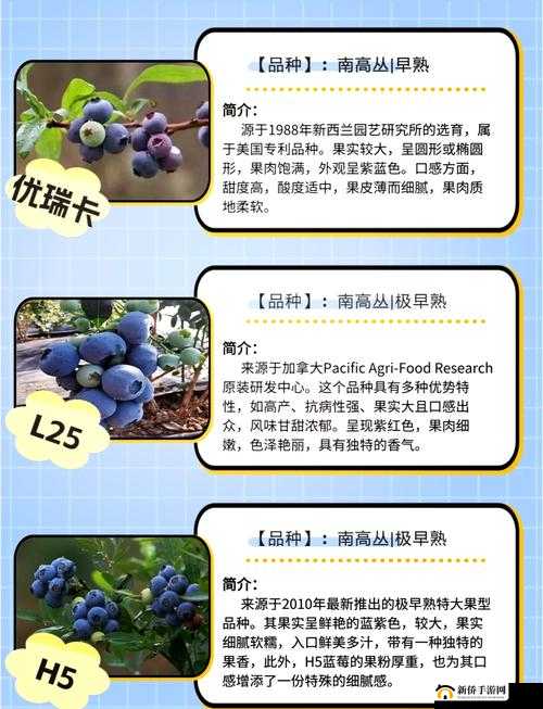 蓝莓污污污：探索其独特魅力与神秘面纱背后的故事