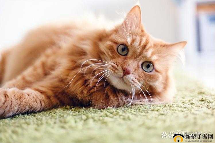 色猫视频：独特视角下的奇妙呈现