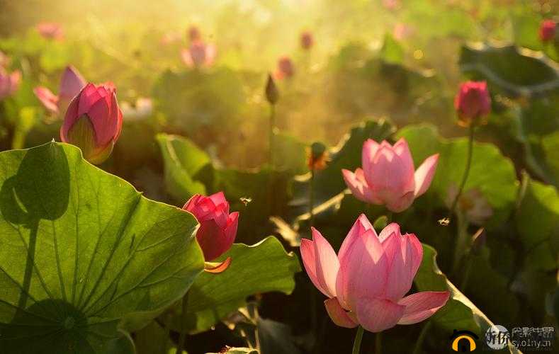 娇小性XXX滴花：绽放于晨曦中的绚烂精灵之舞