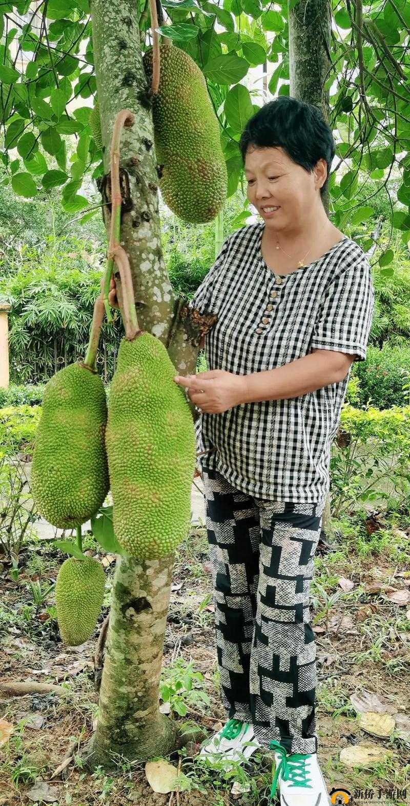菠萝蜜视频在线完整高清观看：享受高品质视觉盛宴