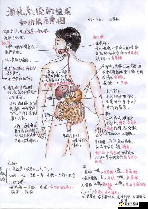 成人内容的性裸交：探索完整性裸交的奥秘
