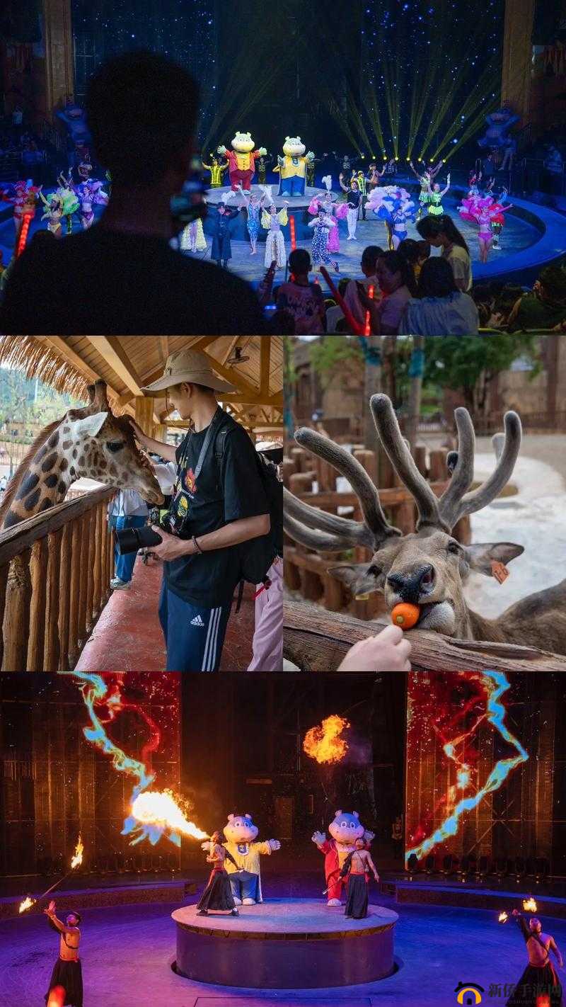 ZOOM 动物高清：带你领略奇妙的动物世界之旅