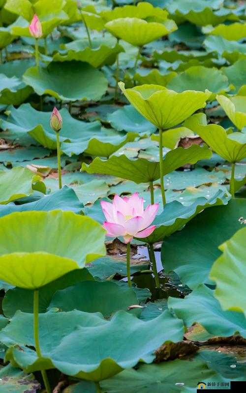 两瓣红莲今夜开，一池碧水盼君浴，共赴浪漫之约