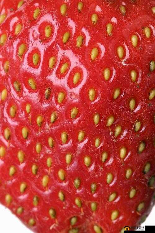 草莓晚上湿漉漉的：探寻其背后的神秘与魅力