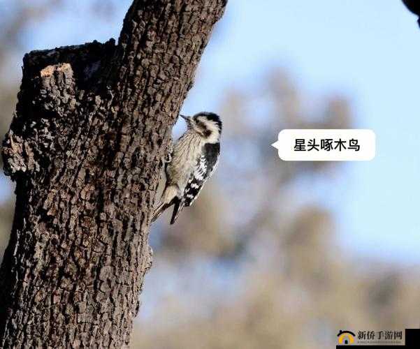 啄木鸟满天星交易：关于其背后故事及意义的深入探讨