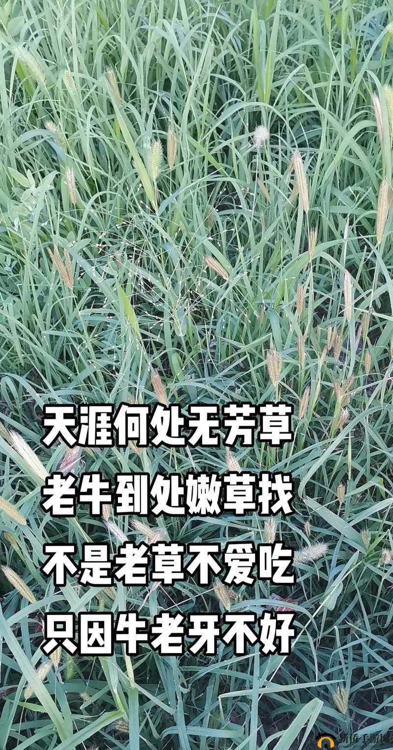 老牛嫩草一二三产品：口感、功效、适用人群有何不同？