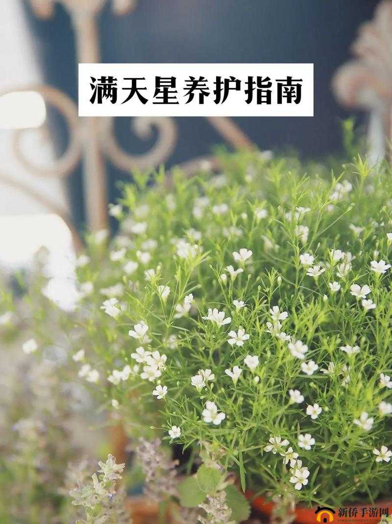 爱之女巫满天星：那神秘而迷人的奇幻存在