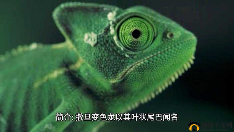 欧美videosdesexn 动物：探寻未知的世界