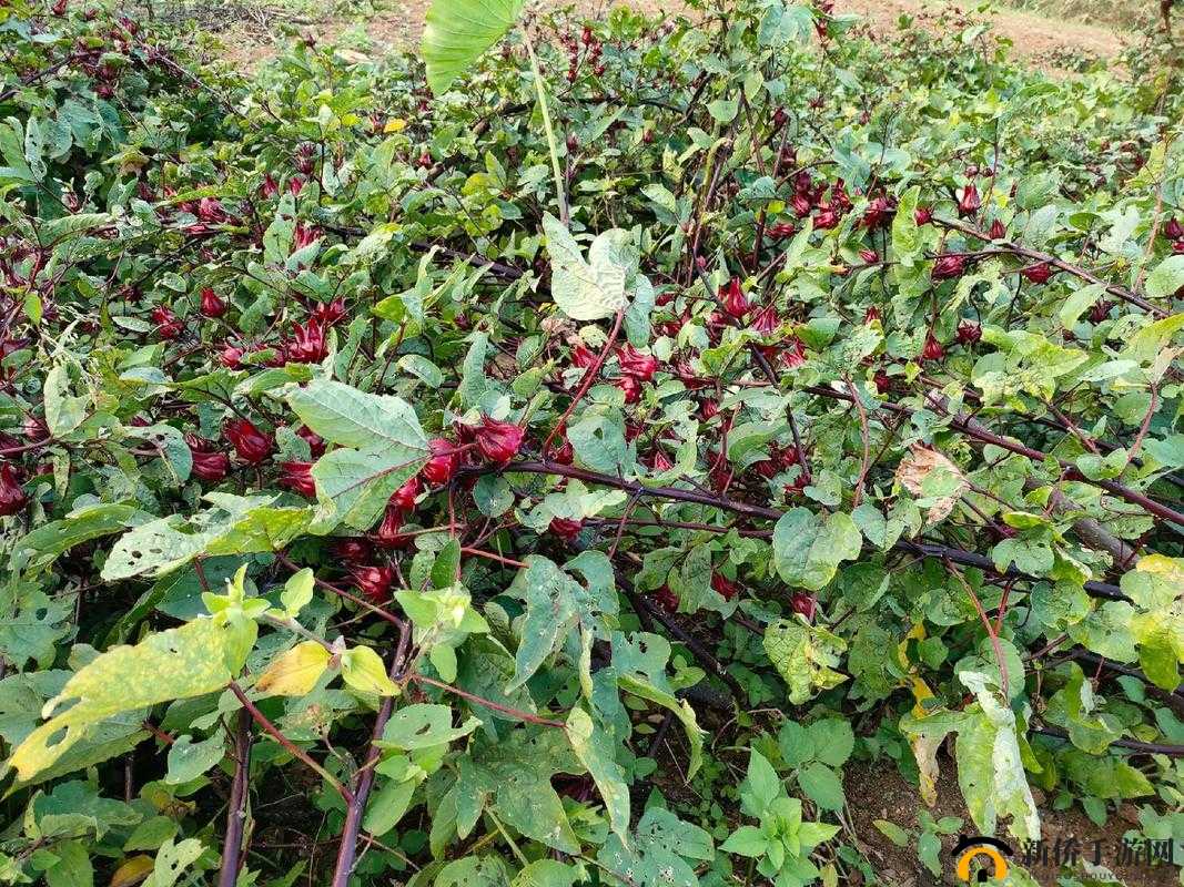 红桃国际一起草的毒性究竟有多强引发广泛关注