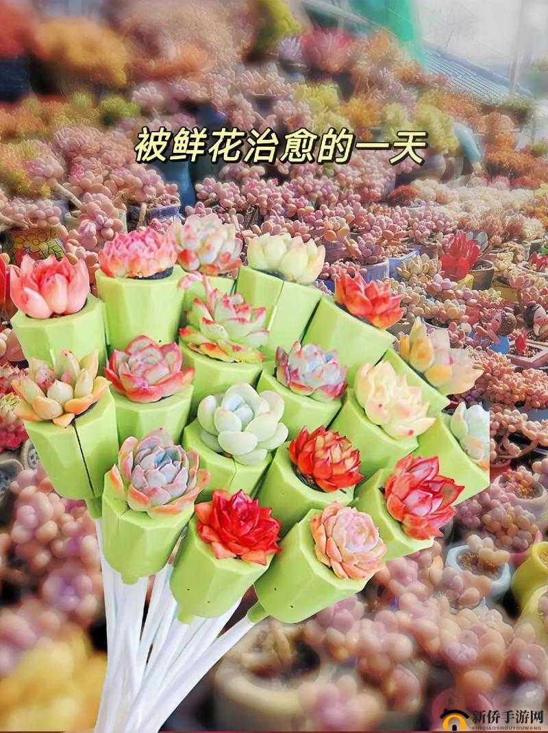 整篇都是车的多肉 1V3：一场独特而令人震撼的多肉故事