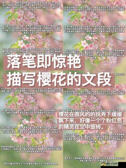 可以深入了解你的樱花吗：一场关于樱花的文化之旅