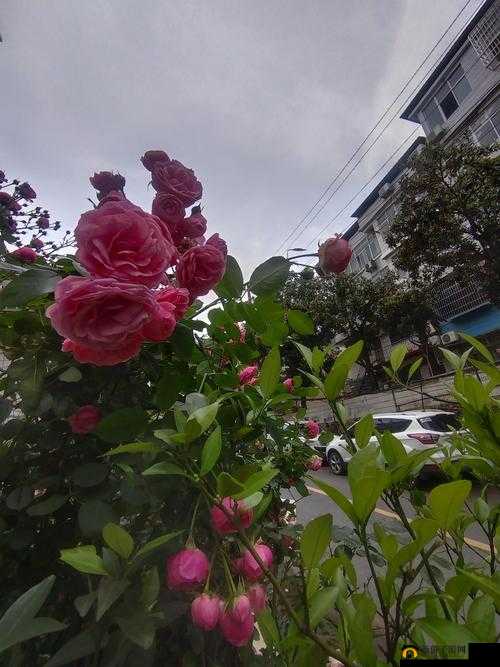 色尼玛激情五月丁香婷：激情燃烧的五月，你准备好了吗？