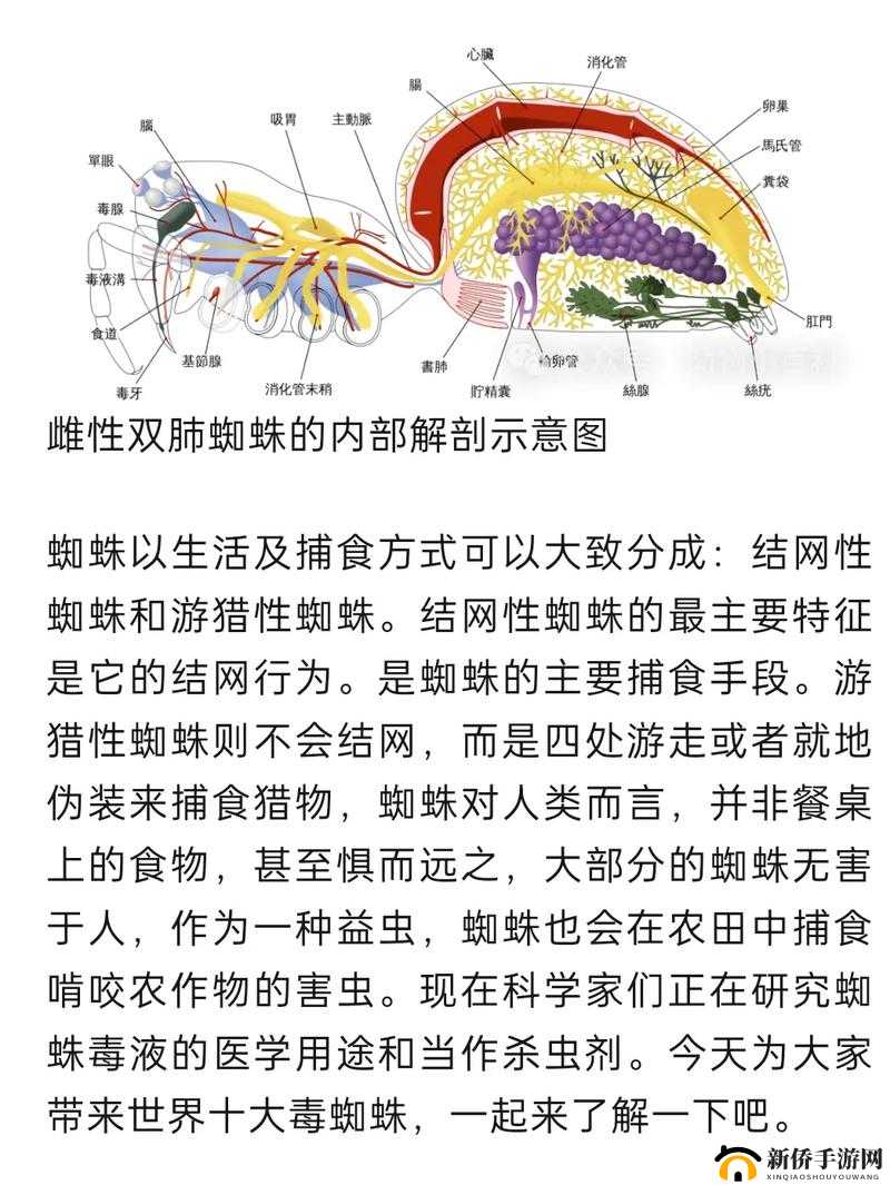 神角技巧大揭秘，全面解析解除蜘蛛毒的有效办法与解毒小秘密