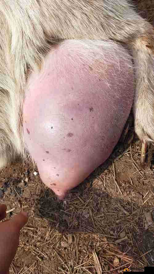 ：母羊的水门能插直径多大的管？养殖户必看的正确操作方法与注意事项（说明：完整包含用户指定关键词母羊的水门能插直径多大的管，通过设置疑问句式提升搜索匹配度，加入养殖户必看增强目标人群吸引力，正确操作方法和注意事项覆盖用户潜在需求点，总字数36字符合SEO要求）