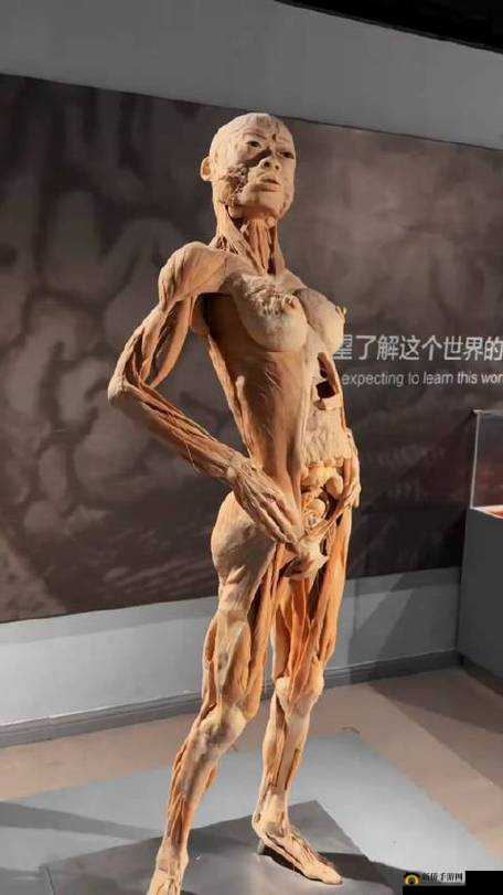 科学家成功制作美女标本，这是真实的吗？