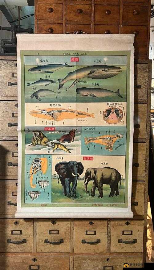 探索Zoology and Animal Biology的奥秘：揭秘动物世界的科学原理与生物多样性