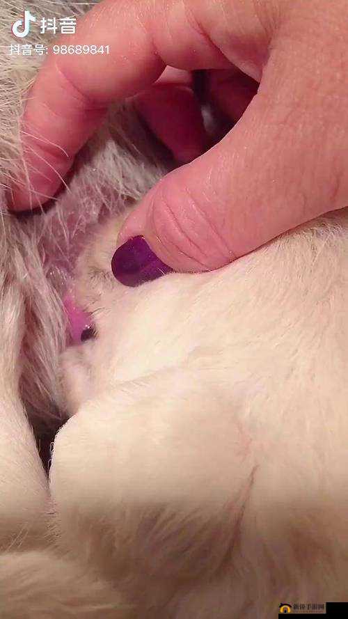 扒开内裤挺进湿润的花茎视频：深度解析与情感体验的视觉呈现